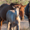 Judge Rules in BLM/Wild Horse Lawsuit